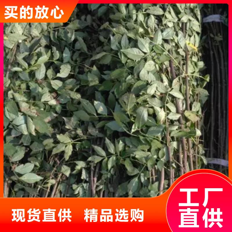 花椒苗山楂苗多家倉(cāng)庫(kù)發(fā)貨