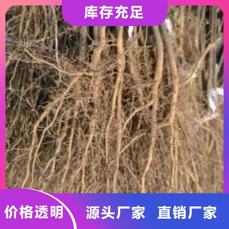 【花椒苗】苹果苗准时交付