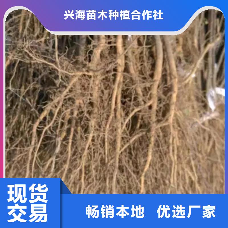 花椒苗【桃樹苗】的簡單介紹