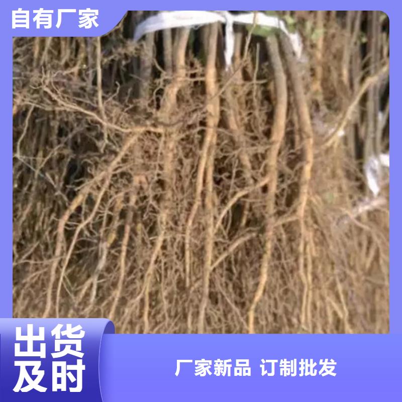 花椒苗【山楂苗】好品質經得住考驗