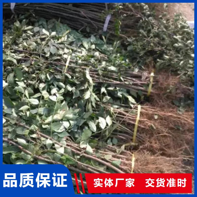 花椒苗核桃苗懂您所需