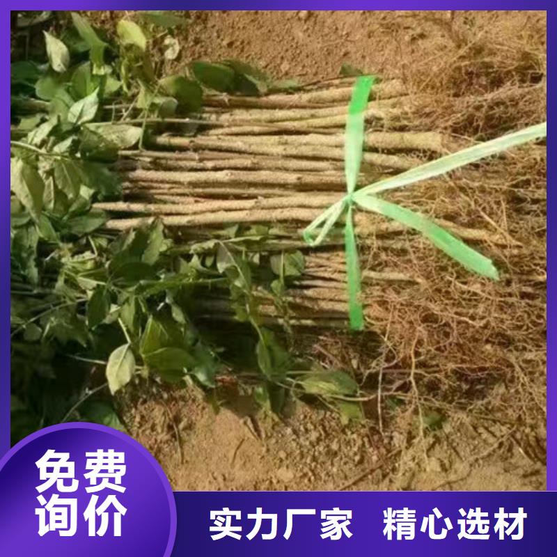 【花椒苗】蘋果苗廠家貨源穩定