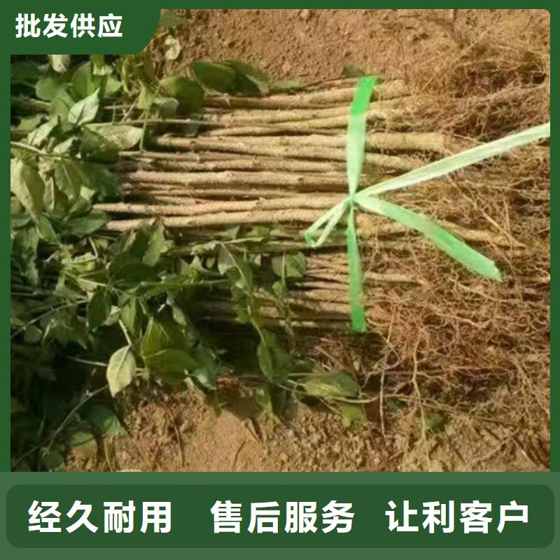 花椒苗核桃苗懂您所需
