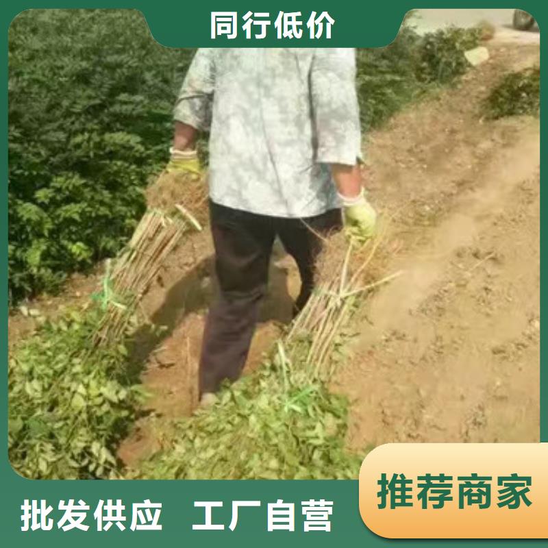 花椒苗藍(lán)莓苗一致好評(píng)產(chǎn)品