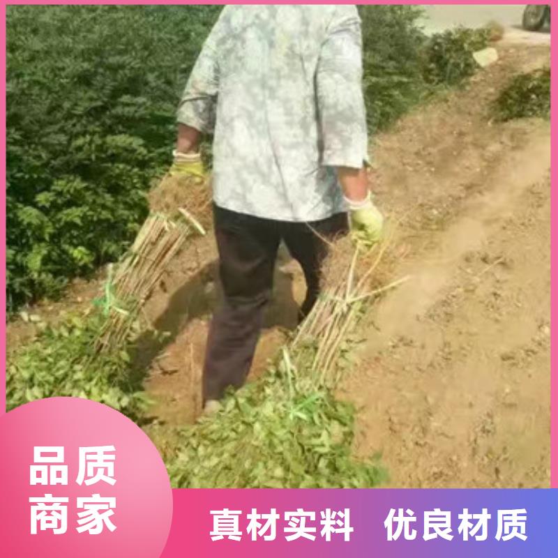 花椒苗_藍莓苗實體廠家支持定制