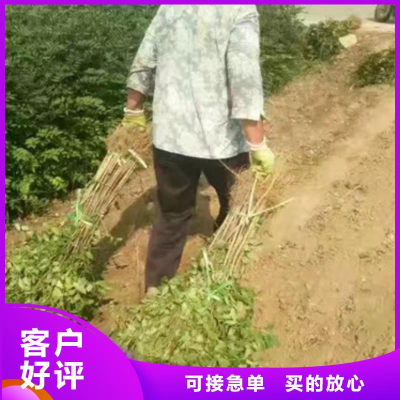 花椒苗山楂苗多家倉(cāng)庫(kù)發(fā)貨