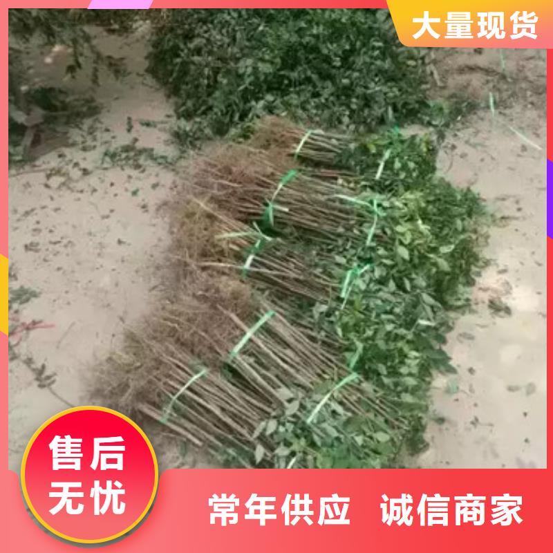 花椒苗細節決定成敗