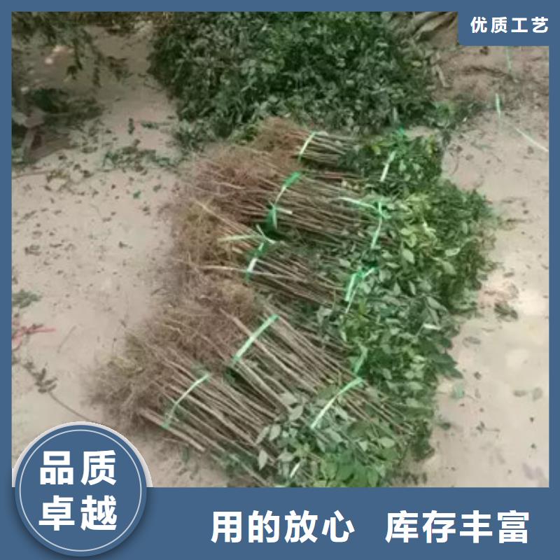 花椒苗-藍莓苗好廠家有擔當
