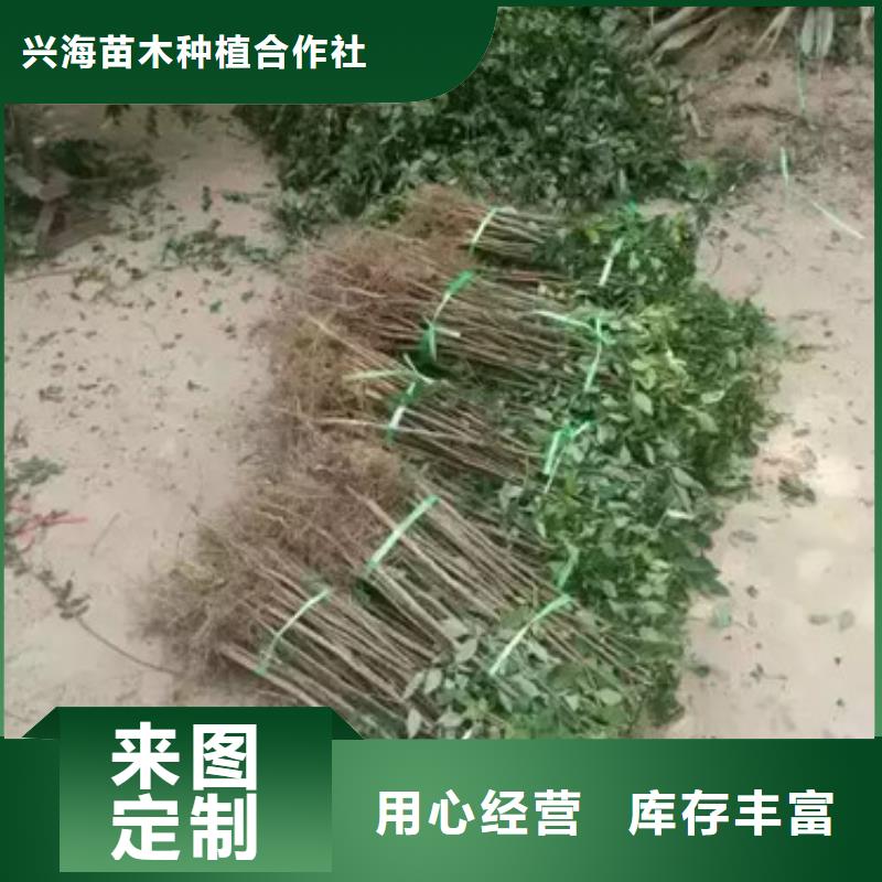 花椒苗板栗苗品質卓越