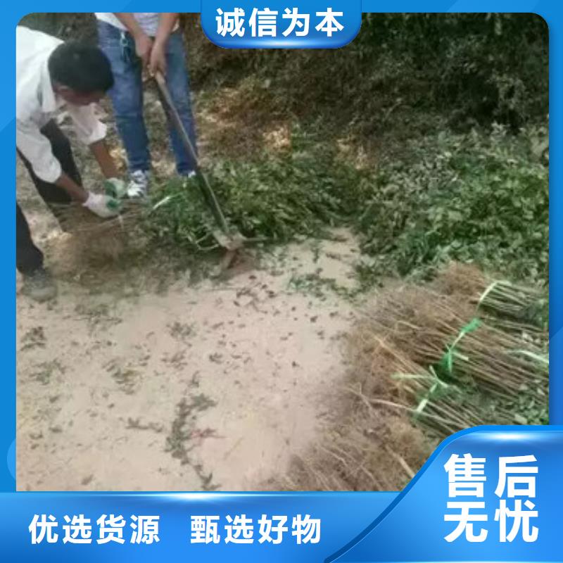 【花椒苗】桃樹苗的簡單介紹