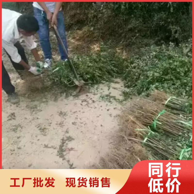 花椒苗视频-青海省海东市|海北|海西|果洛|黄南花椒苗-兴海