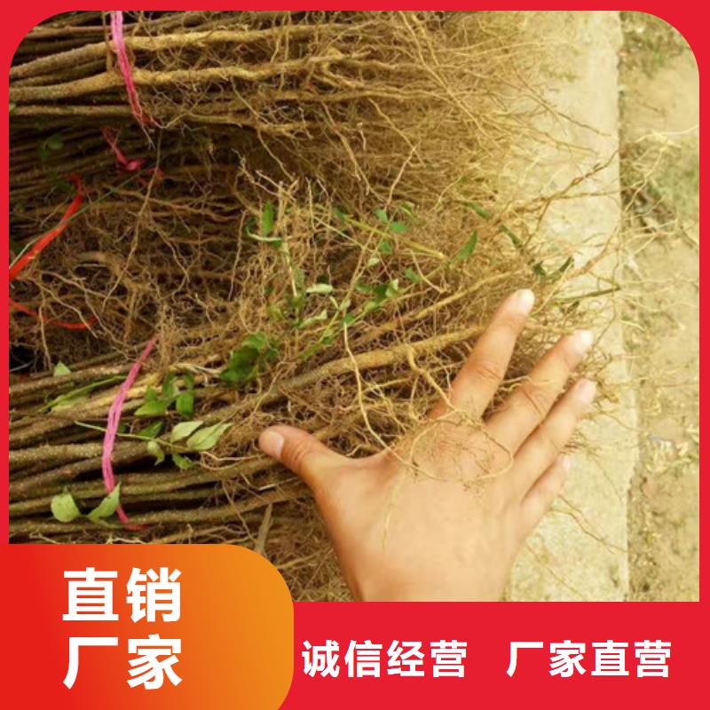 花椒苗【梨樹苗】支持大小批量采購