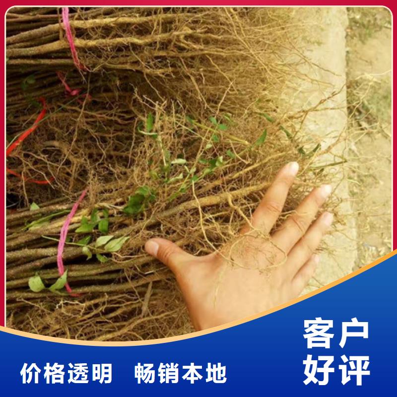 花椒苗【山楂苗】好品質(zhì)經(jīng)得住考驗