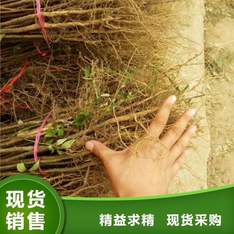 【花椒苗梨樹苗物流配貨上門】