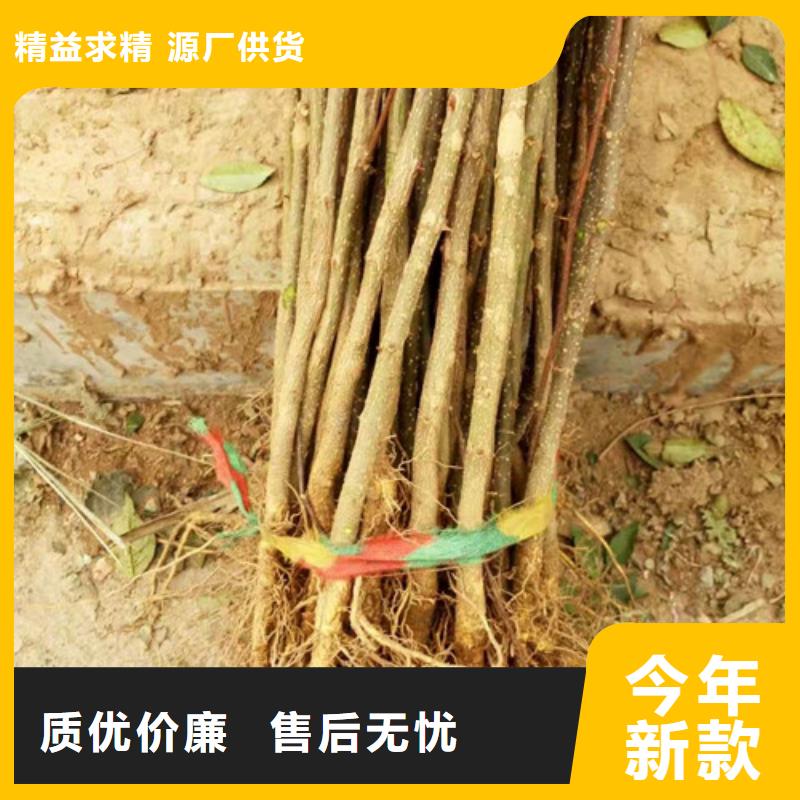 花椒苗李子苗現貨充足