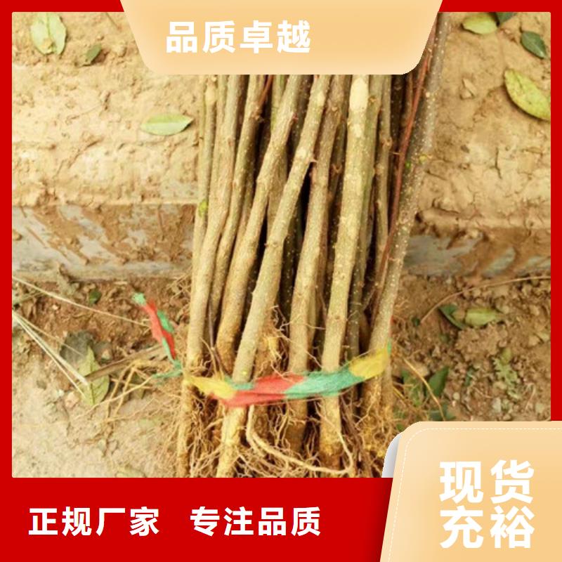 花椒苗核桃苗廠家直銷