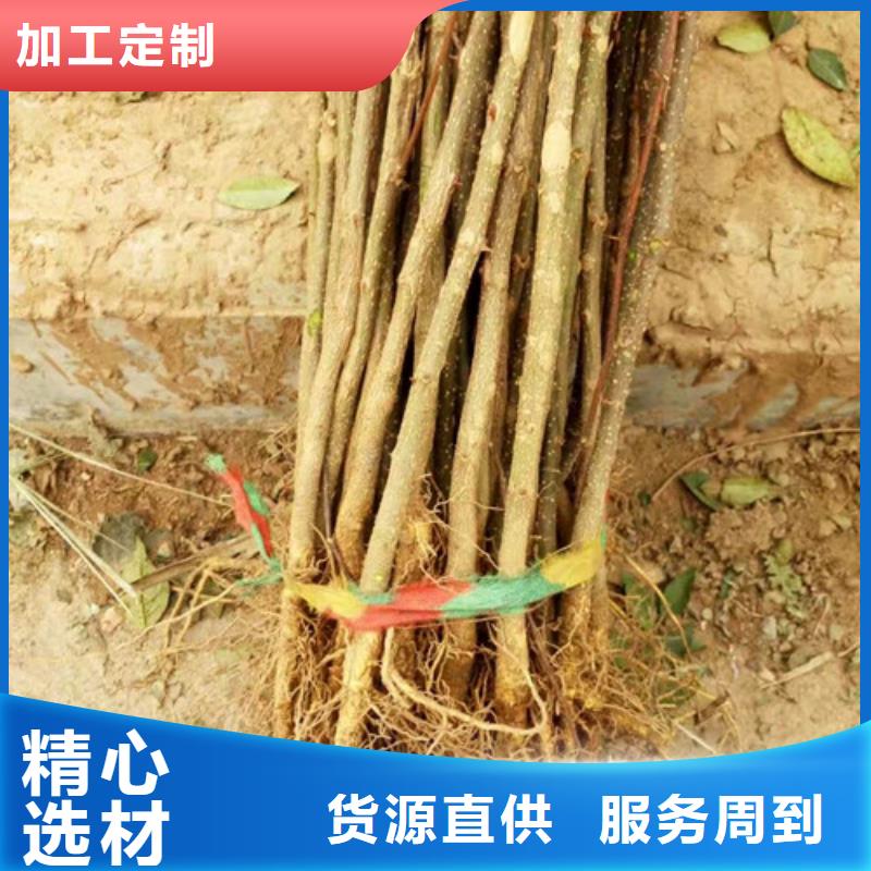 花椒苗山楂苗多家倉(cāng)庫(kù)發(fā)貨