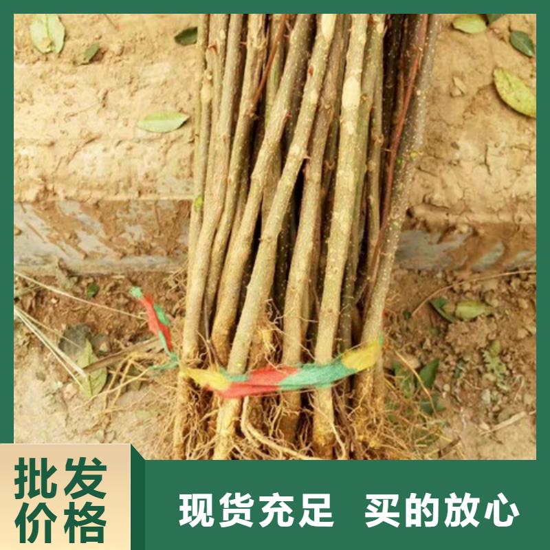 花椒苗梨树苗质量三包