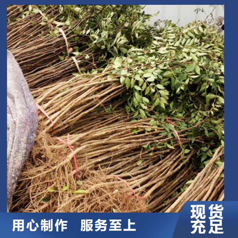 【花椒苗】蘋果苗廠家貨源穩定