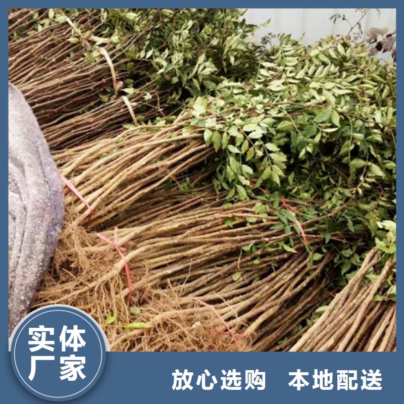 花椒苗视频-青海省海东市|海北|海西|果洛|黄南花椒苗-兴海