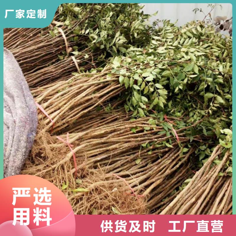 【花椒苗】桃樹苗可定制
