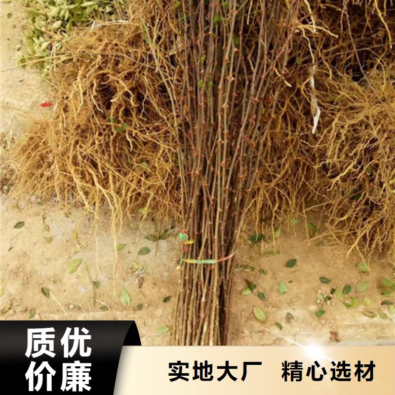 【花椒苗】桃樹苗的簡單介紹