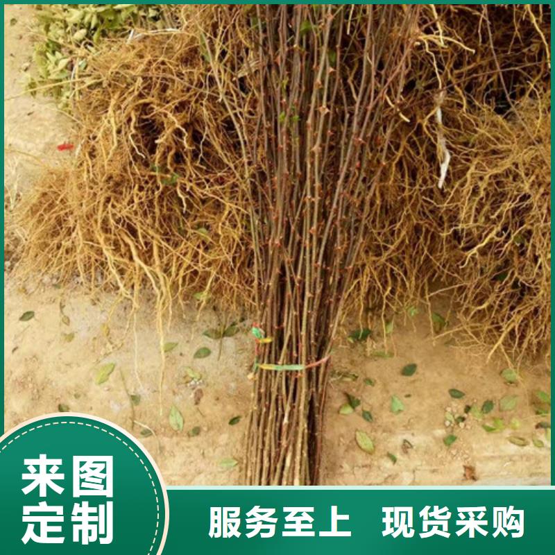 花椒苗【桃樹苗】的簡單介紹