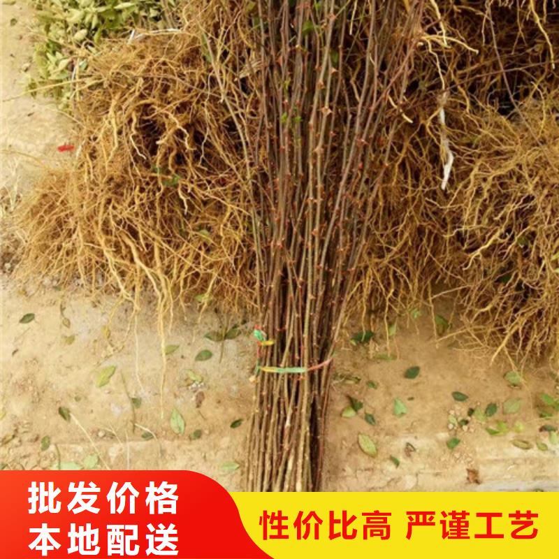【花椒苗】桃樹苗可定制