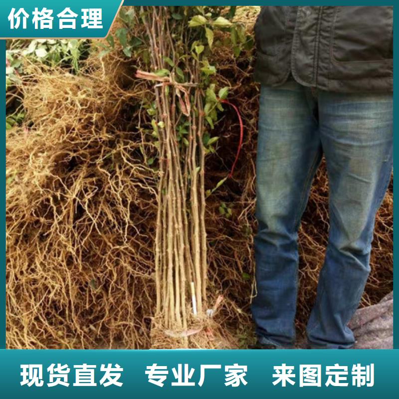 花椒苗梨树苗品质商家