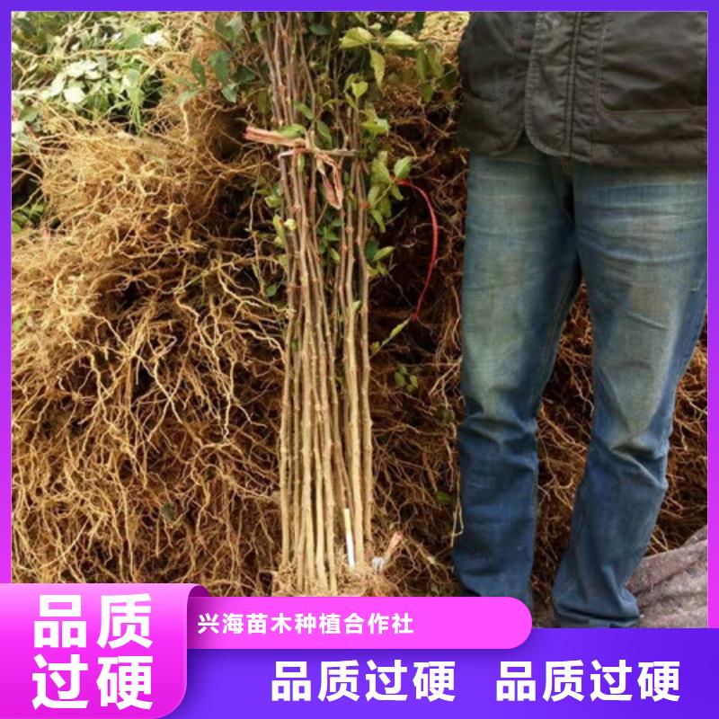 花椒苗直销厂家