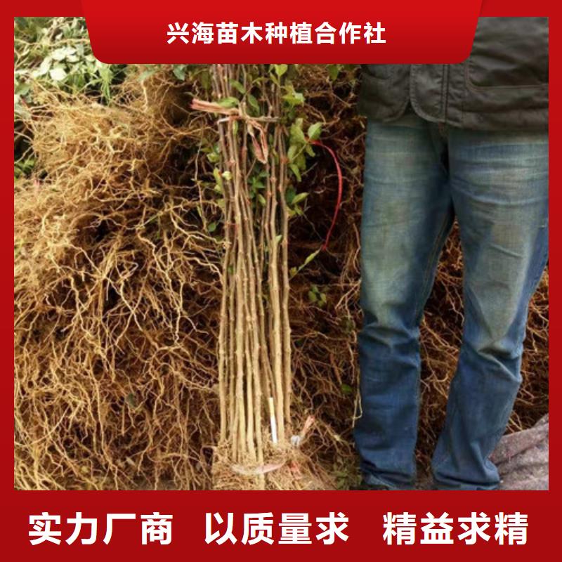 【花椒苗】桃樹苗的簡單介紹