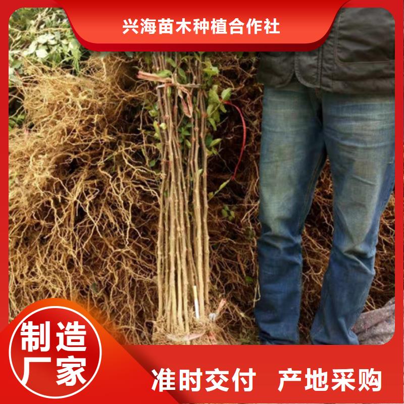 【花椒苗】桃樹苗的簡單介紹