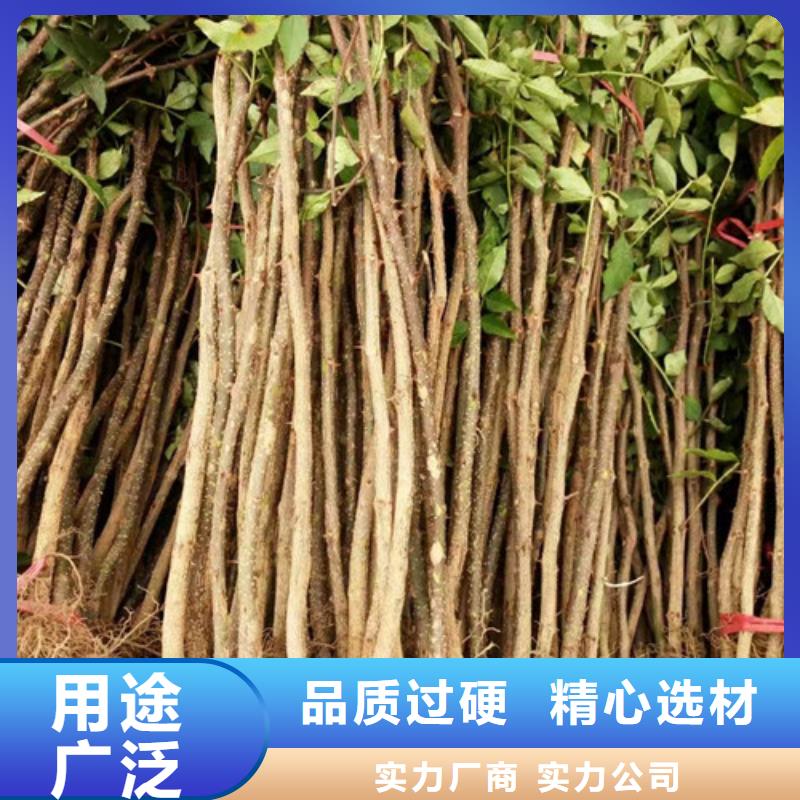 花椒苗梨樹苗拒絕差價