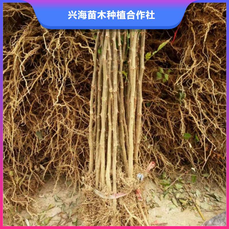 【花椒苗】_梨樹苗產地工廠