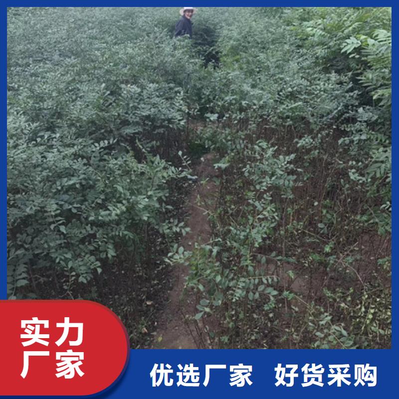 花椒苗【山楂苗】好品質經得住考驗