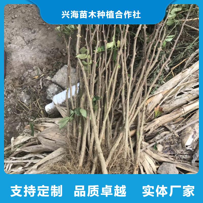花椒苗【核桃苗】品質(zhì)有保障