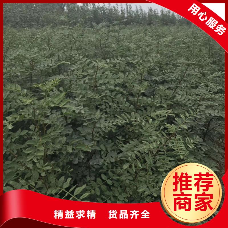 花椒苗板栗苗品質卓越