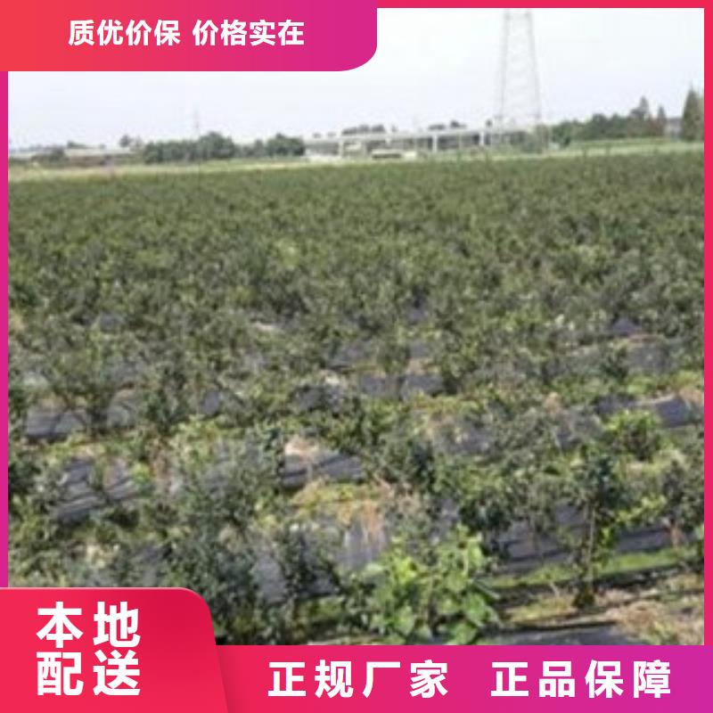 藍莓苗李子苗匠心制造