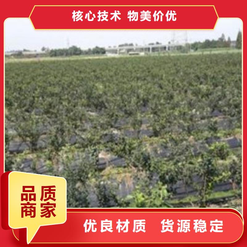 蓝莓苗桃树苗生产经验丰富