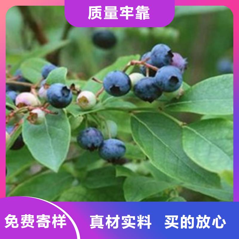 藍莓苗山楂苗按需定做