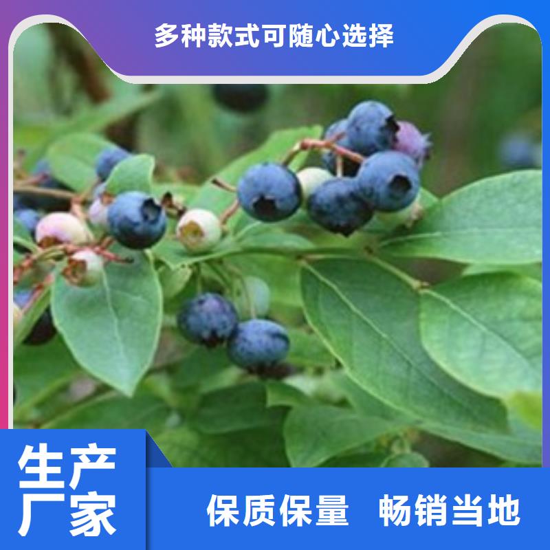 花椒苗视频-辽宁省营口市|鲅鱼圈|大石桥|大连|鞍山|抚顺|辽阳|葫芦岛花椒苗-兴海