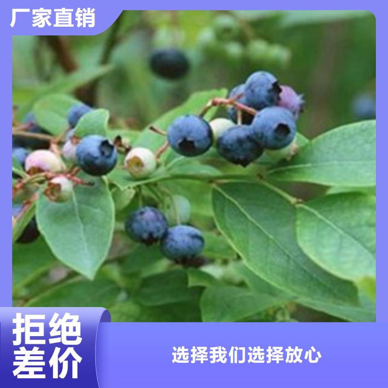 蓝莓苗【梨树苗】高质量高信誉