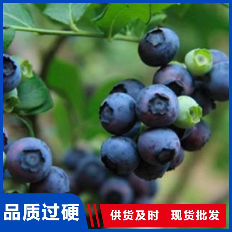 蓝莓苗板栗苗好产品放心购