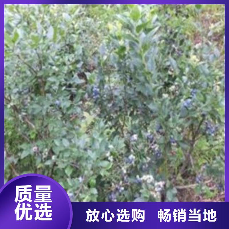 愛國者藍(lán)莓樹苗畝產(chǎn)多少