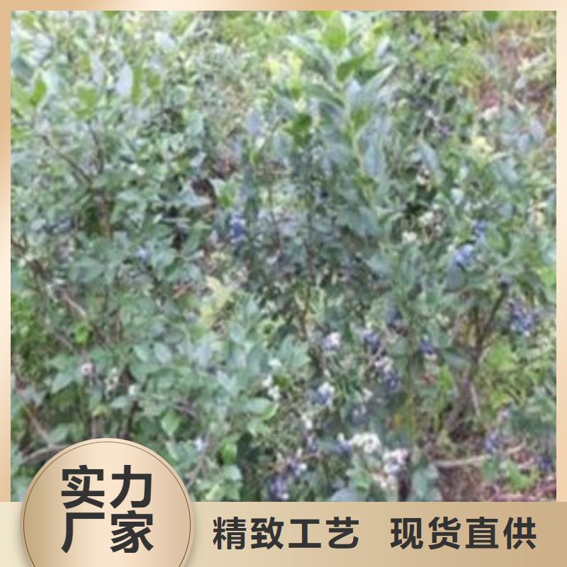 甜粒星藍莓樹苗種植方法