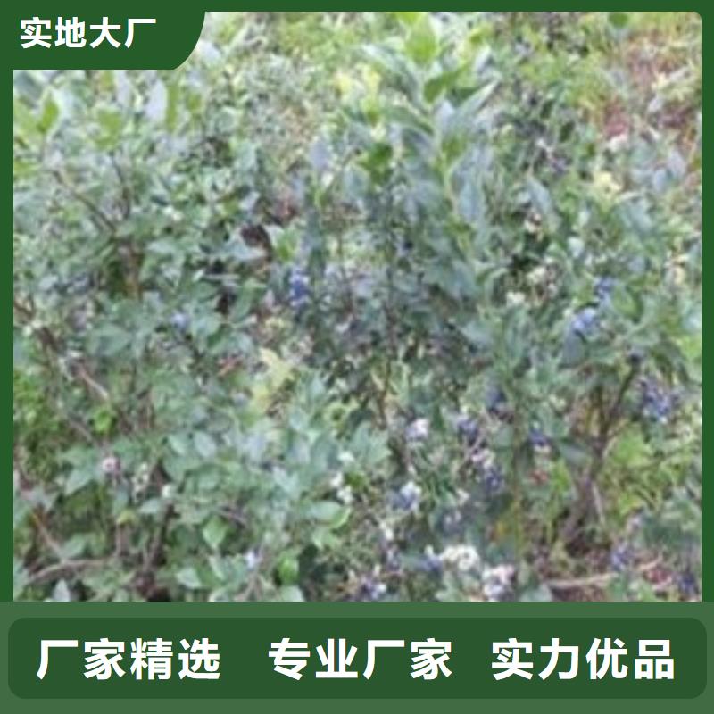 伊麗莎白藍莓樹苗多少錢一株