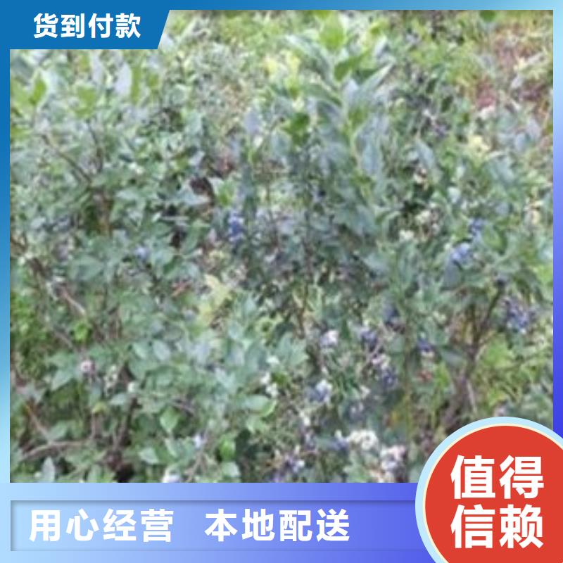 南部高叢藍莓樹苗哪里的品種純
