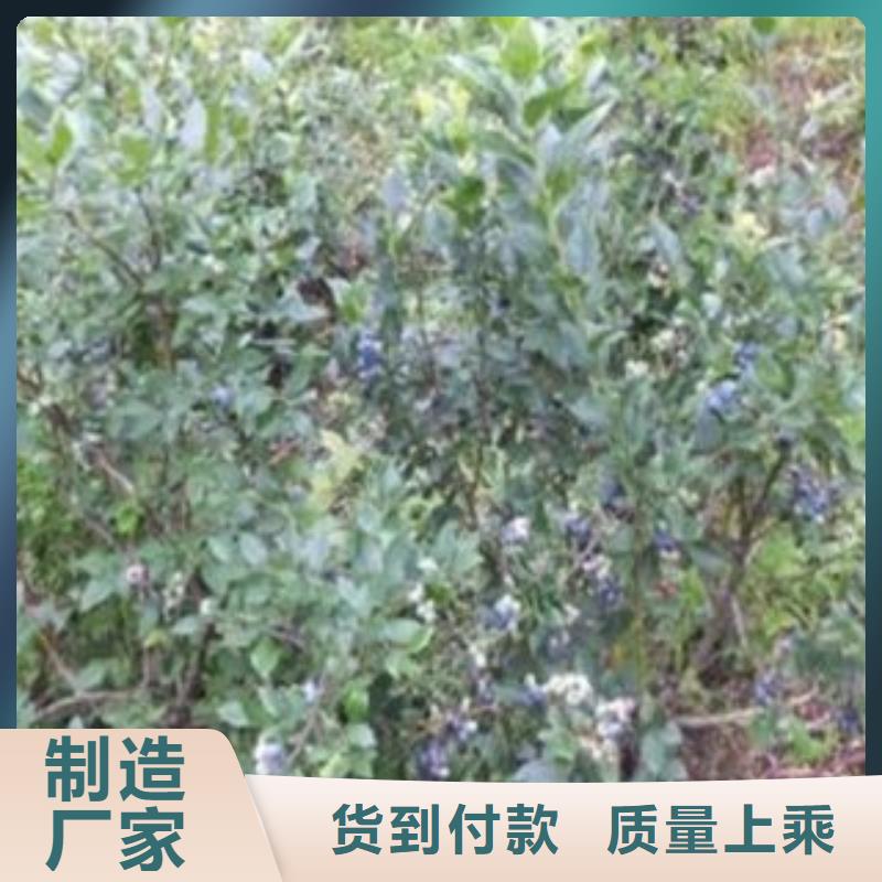 藍莓苗梨樹苗廠家直銷