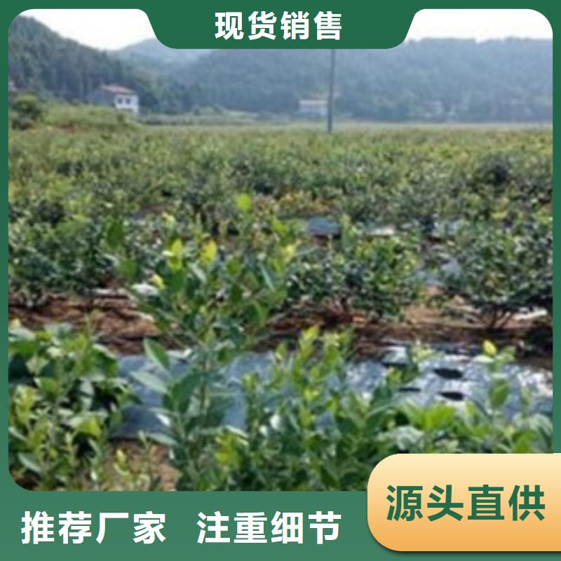 早藍藍莓樹苗基地