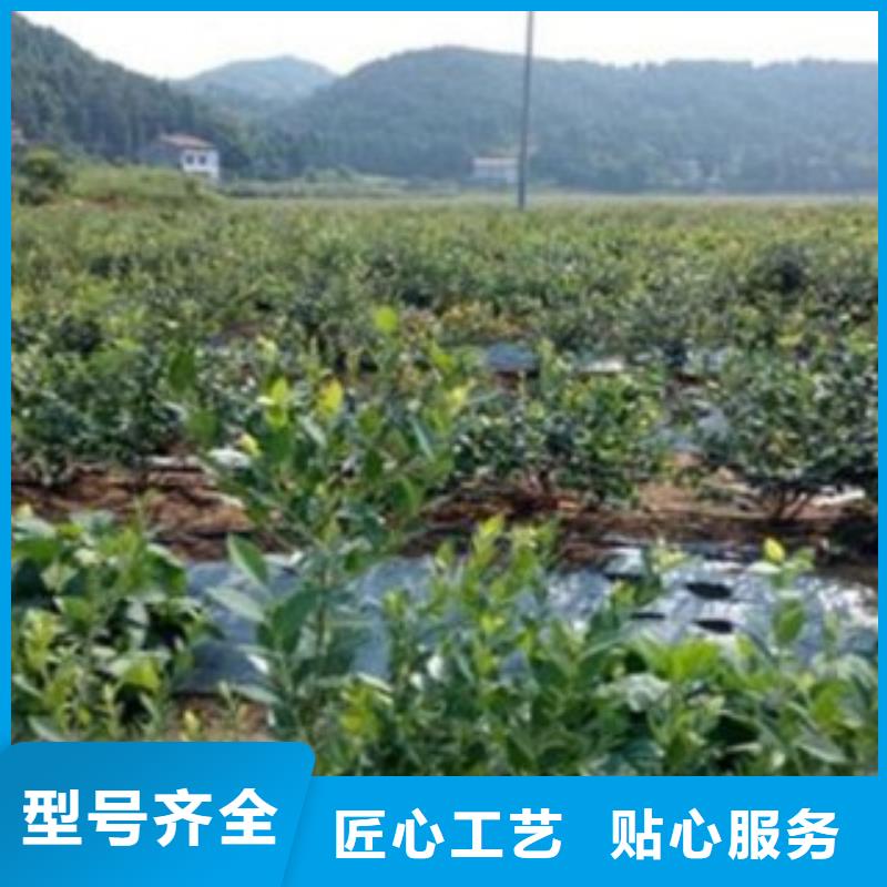 2年生藍莓樹苗出售